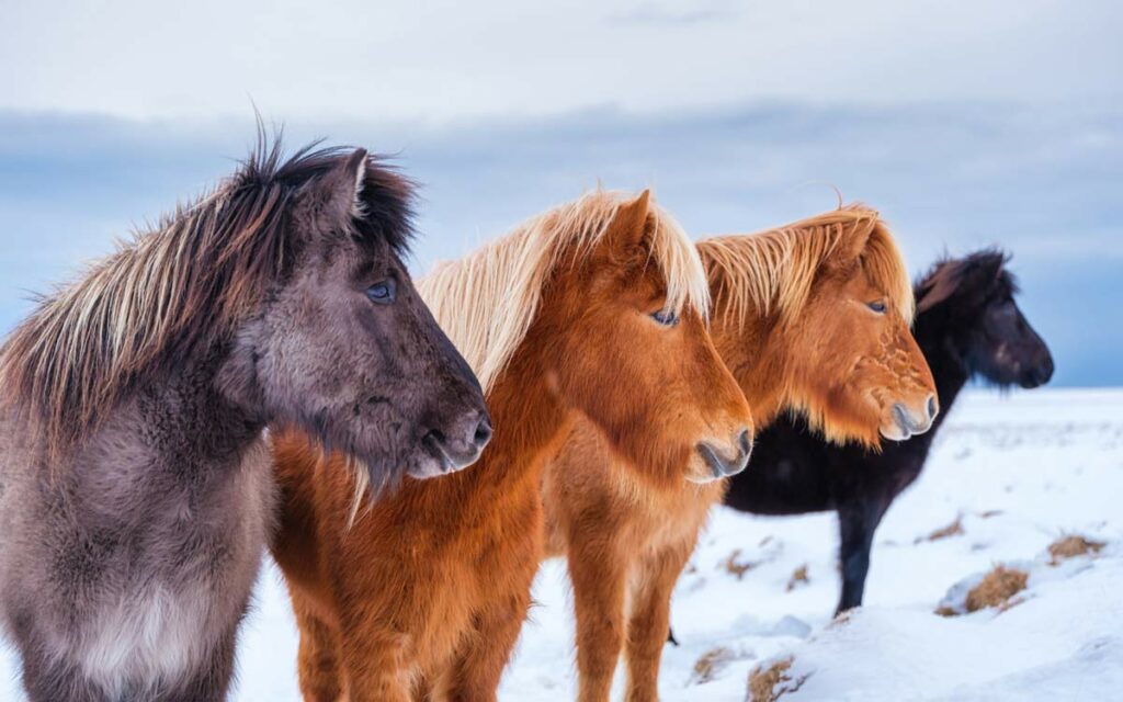 Icelandic Horses