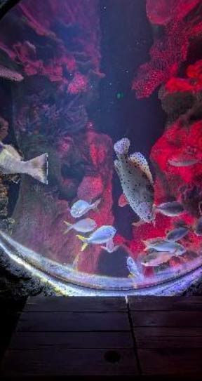 Sea Life