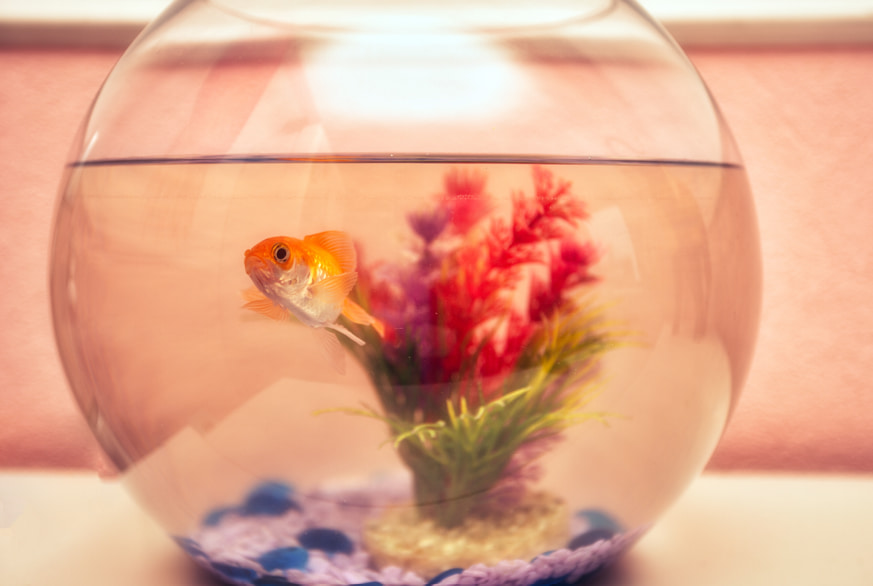 Aquatic Fish, Senior Living Pet Madison at The Range, Alabama