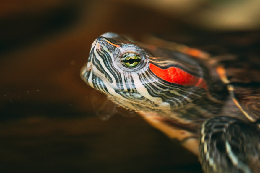 Turtles, Senior Living Pet-Friendly, Madison at The Range Alabama