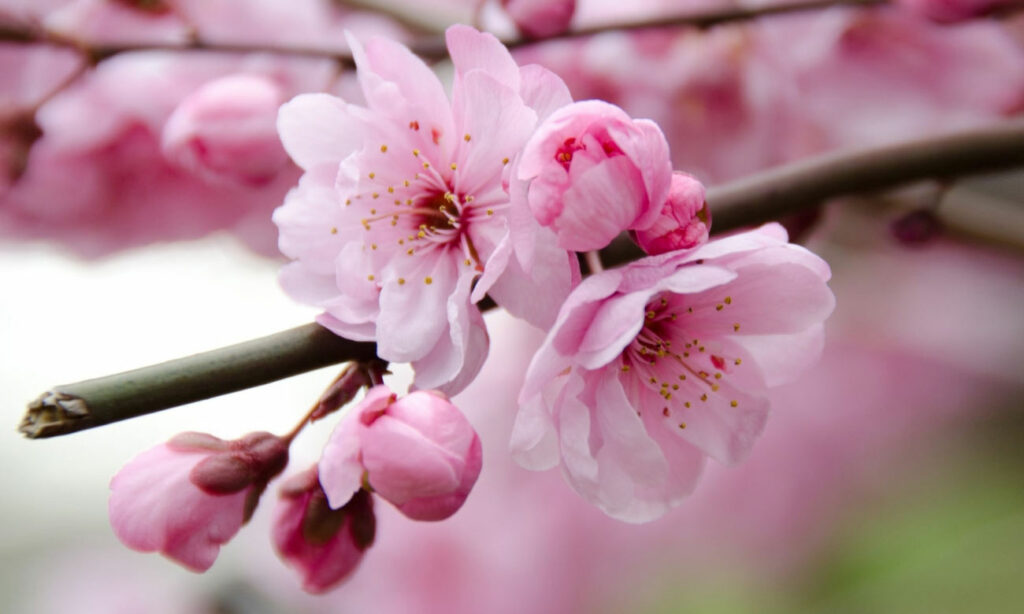 Chasing Cherry Blossoms