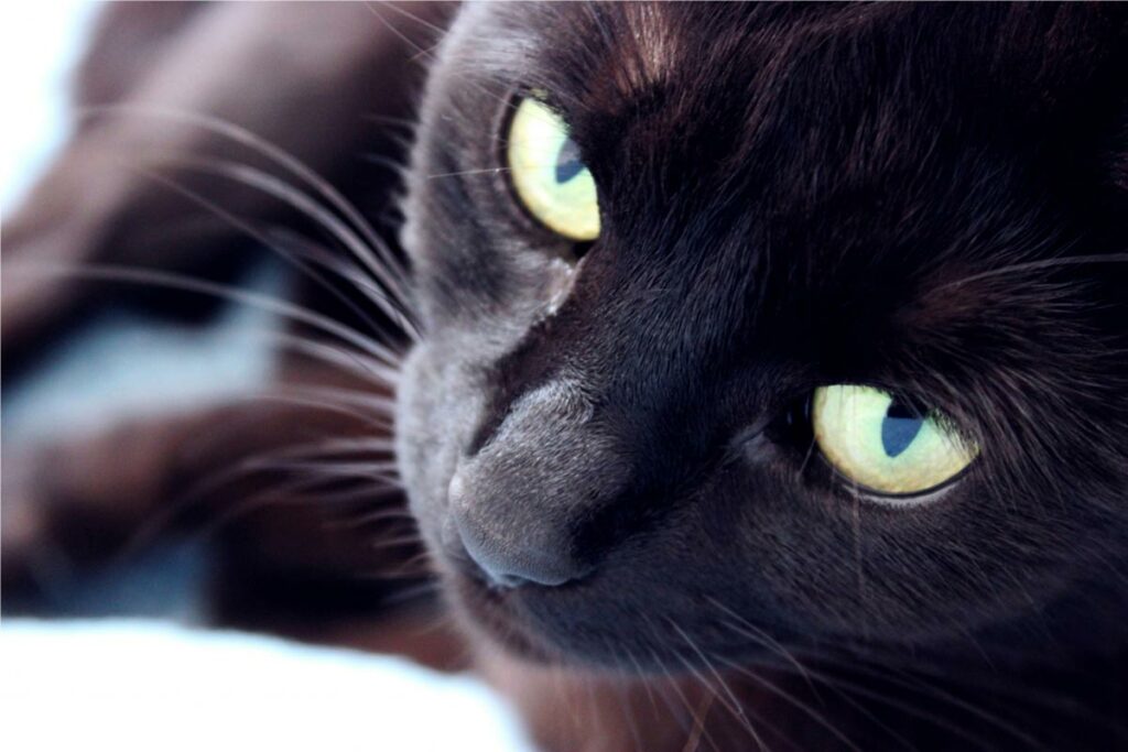 Black Cats in a New Light
