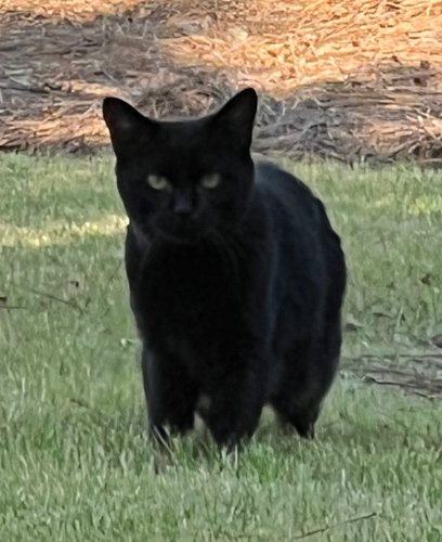 Cash the Cat