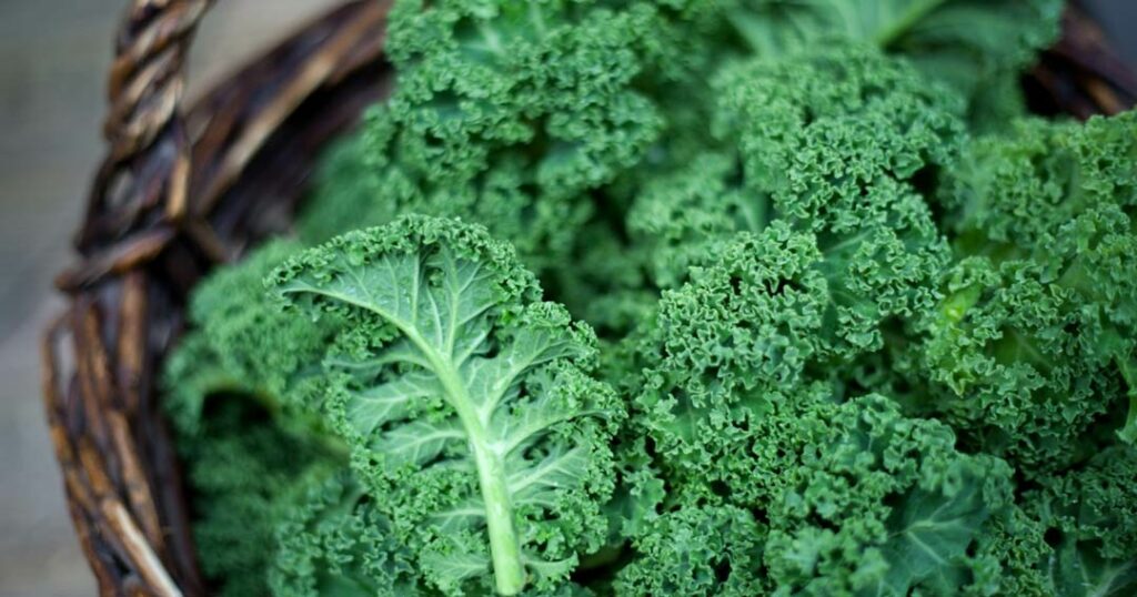 Leafy Legend (kale)