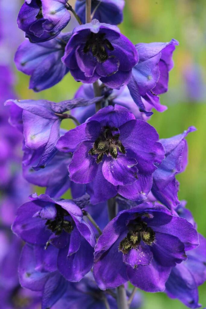 Larkspur