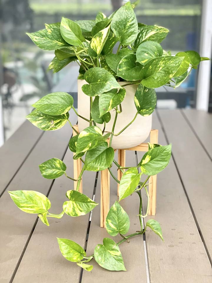Pothos
