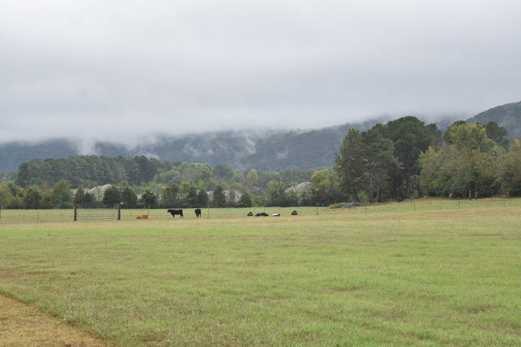 About Us The Canopy at Beacon Woods Hudson, Florida
