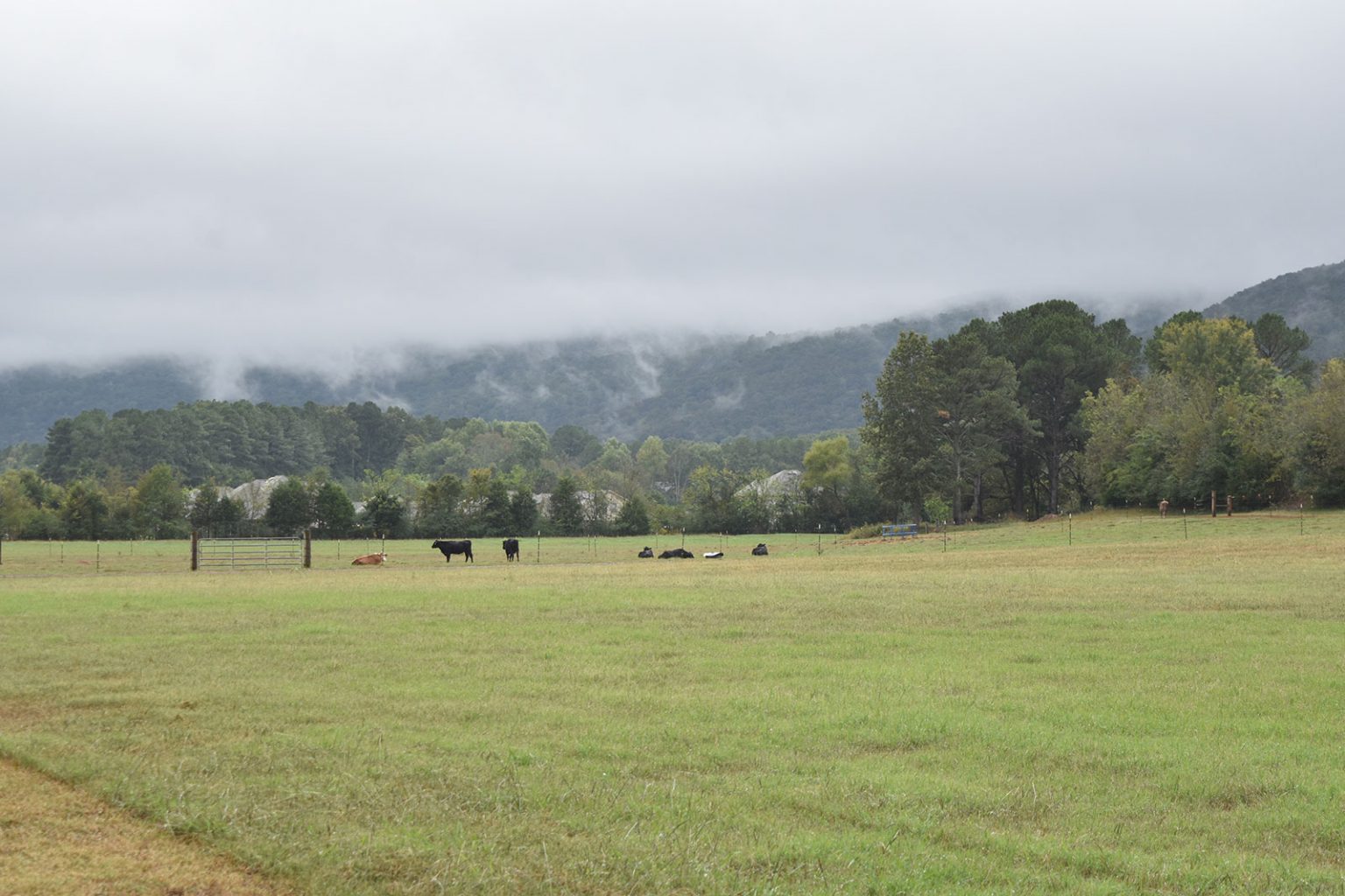 About Us The Canopy at Beacon Woods Hudson, Florida