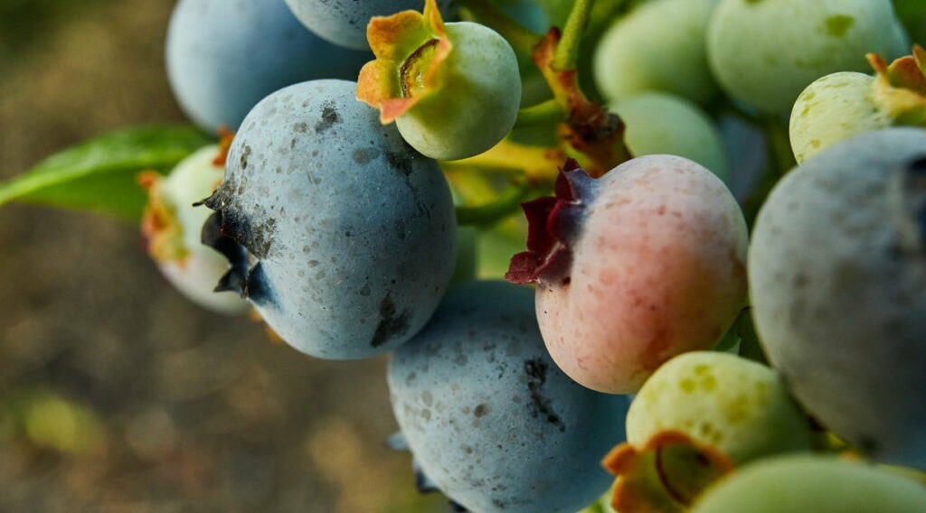 Blueberries: The Brain-Boosting Benefits for Seniors