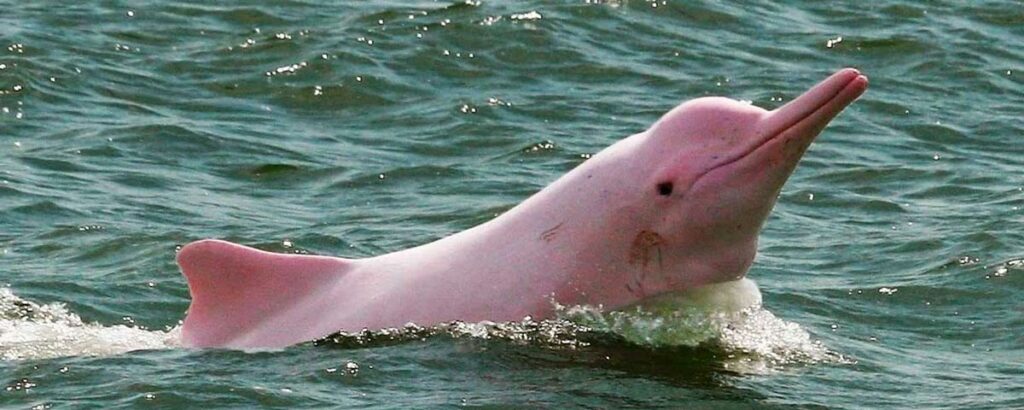 Pink Dolphins Populate Peruvian Rivers