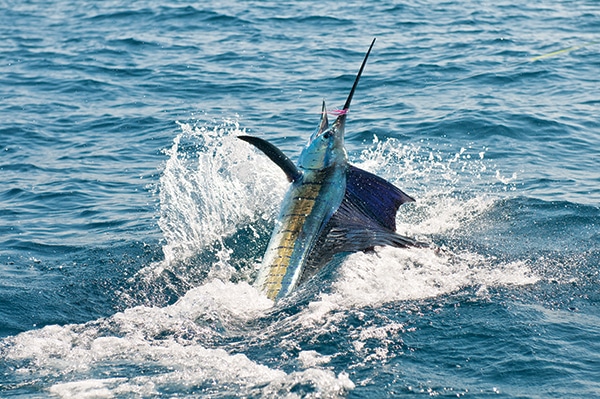 sailfish-stuart-florida