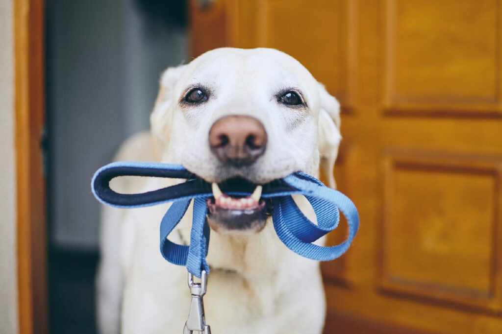 Furry Friends
