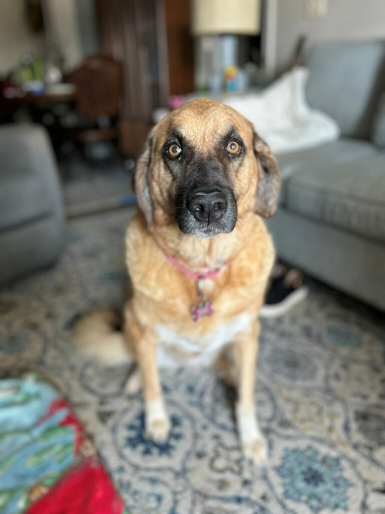Paw-sident of the Month, Emma