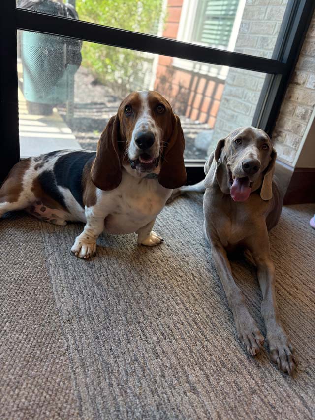 Pawsitive Moments | Pet Visit